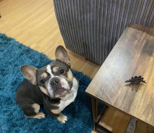 Dogilike.com :: طó! ٺͧҵѴǹѧ׹ͧŧͧ