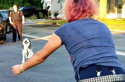Dogilike.com :: 2 շ! Ңͧٺա ѧ͹ͧͺ仢