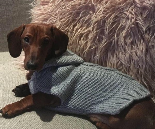 Dogilike.com :: ҡ! ٺ蹾͹ Ңͧʹ