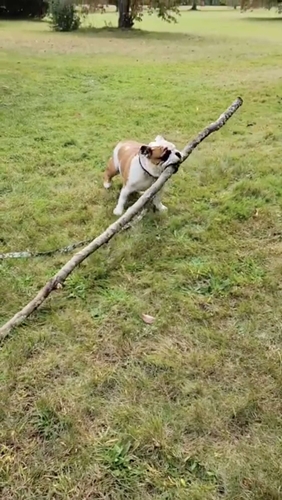 Dogilike.com ::  Իҵٺѡ ФҺѺ仺ҹ!