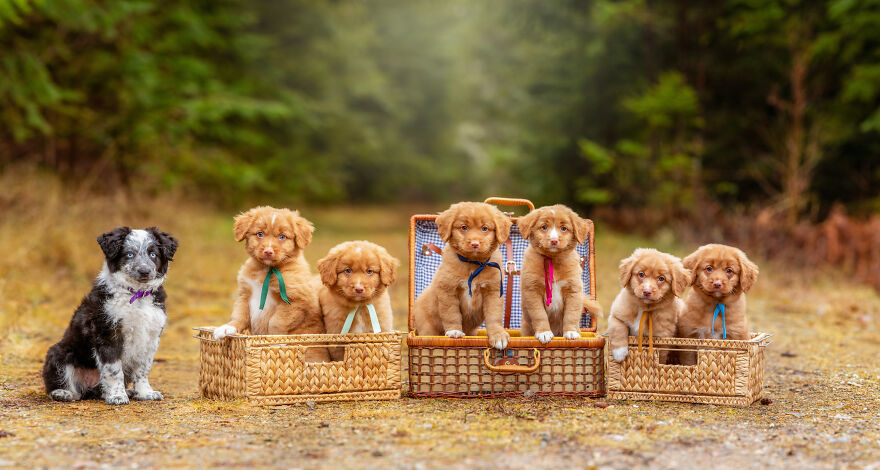 Dogilike.com :: ҧҾǵǹٻ ͺǪشͺ ǻ᤹Ҵ