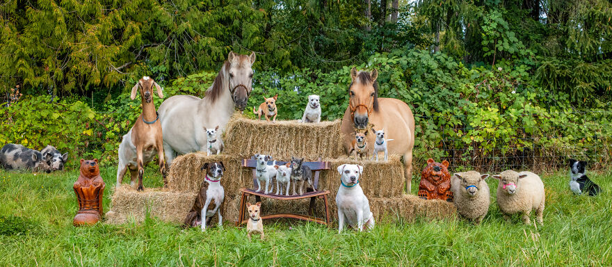 Dogilike.com :: ҧҾǵǹٻ ͺǪشͺ ǻ᤹Ҵ