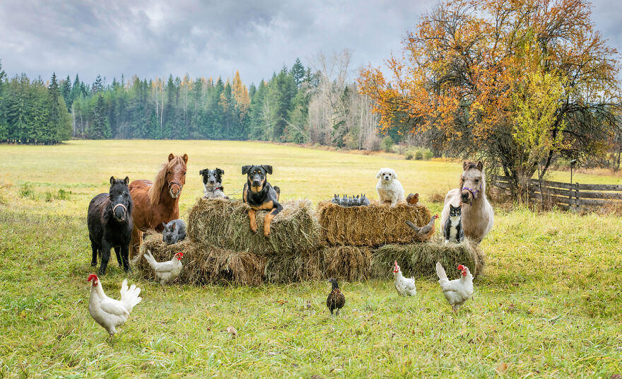 Dogilike.com :: ҧҾǵǹٻ ͺǪشͺ ǻ᤹Ҵ
