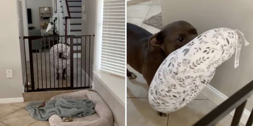Dogilike.com :: พี่หมาแสนรู้คาบหมอนไปให้หนูน้อยทุกครั้งที่ได้ยินเสียงร้องไห้!