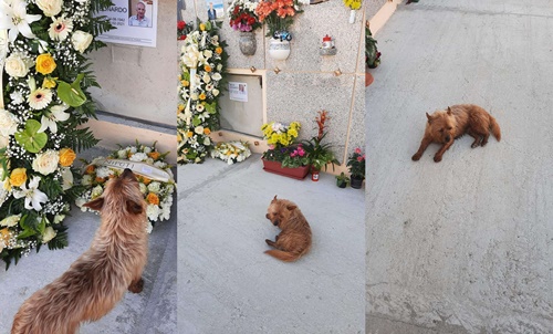 Dogilike.com :: ซึ้ง! ตูบซื่อสัตย์เดินทางไกลไปเฝ้าหลุมศพเจ้าของที่รัก