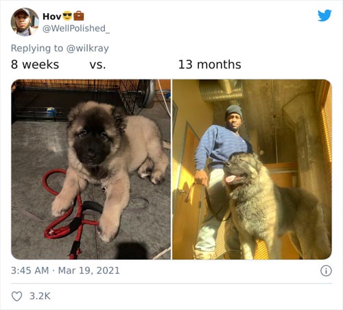 Dogilike.com :: ǷԵ ҡѹǴҾѲҡâͧٺ硨