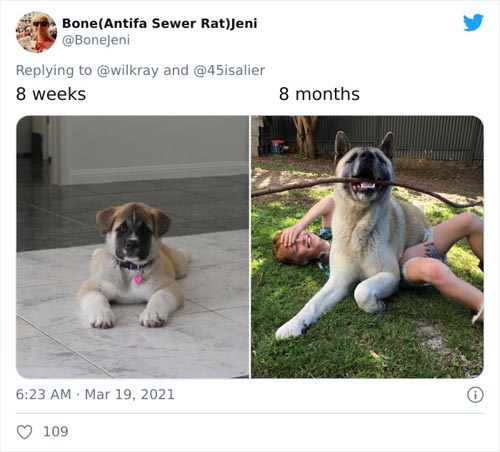 Dogilike.com :: ǷԵ ҡѹǴҾѲҡâͧٺ硨