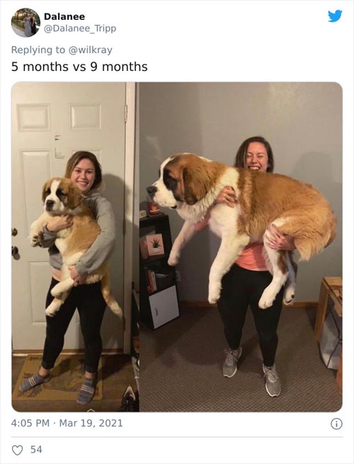 Dogilike.com :: ǷԵ ҡѹǴҾѲҡâͧٺ硨