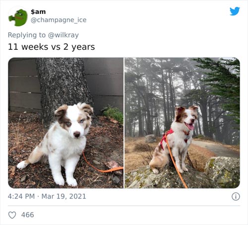 Dogilike.com :: ǷԵ ҡѹǴҾѲҡâͧٺ硨