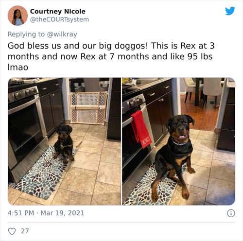 Dogilike.com :: ǷԵ ҡѹǴҾѲҡâͧٺ硨