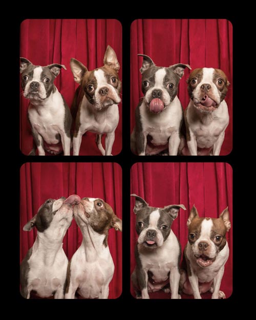 Dogilike.com :: Źѡ! ꧹ͧҶҾٸ