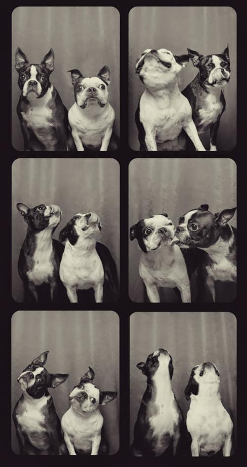 Dogilike.com :: Źѡ! ꧹ͧҶҾٸ