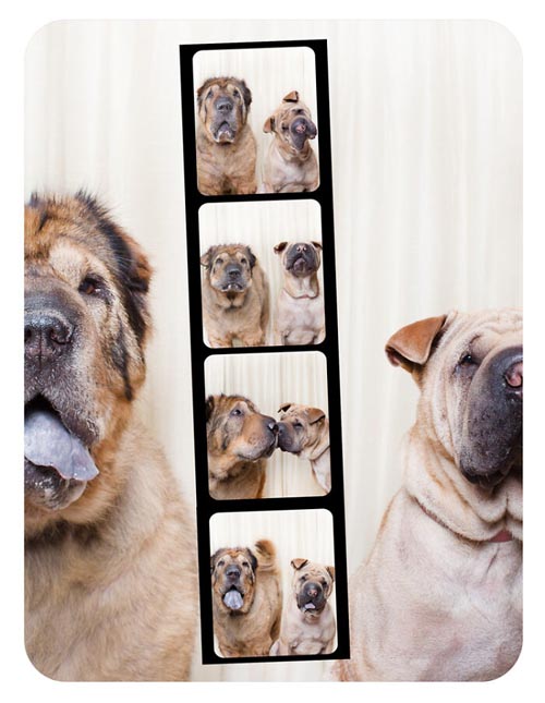 Dogilike.com :: Źѡ! ꧹ͧҶҾٸ