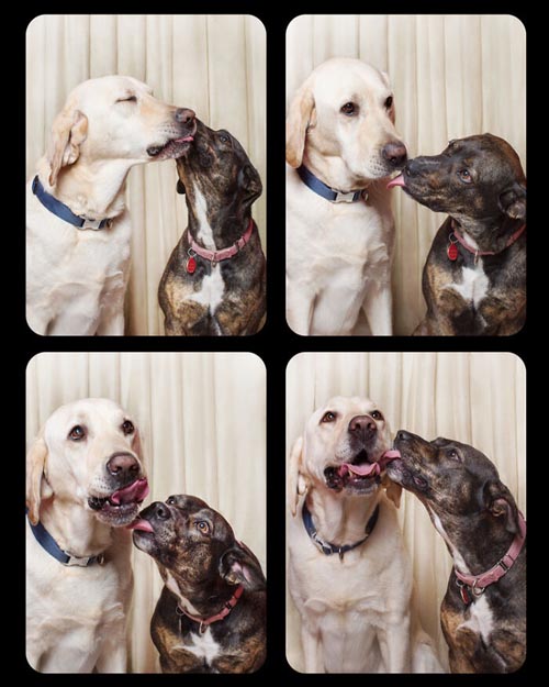 Dogilike.com :: Źѡ! ꧹ͧҶҾٸ
