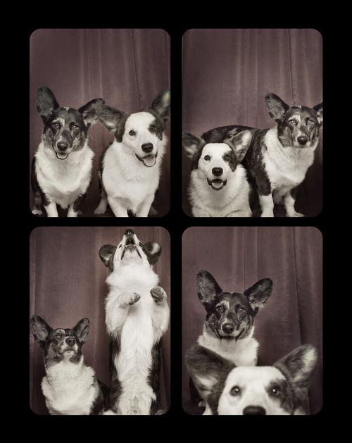 Dogilike.com :: Źѡ! ꧹ͧҶҾٸ