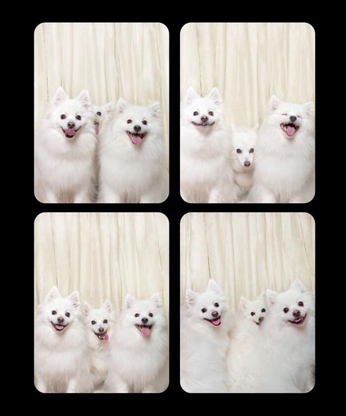 Dogilike.com :: Źѡ! ꧹ͧҶҾٸ
