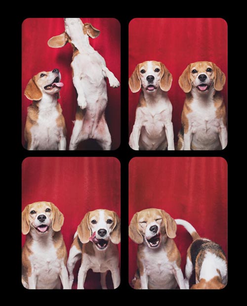 Dogilike.com :: Źѡ! ꧹ͧҶҾٸ