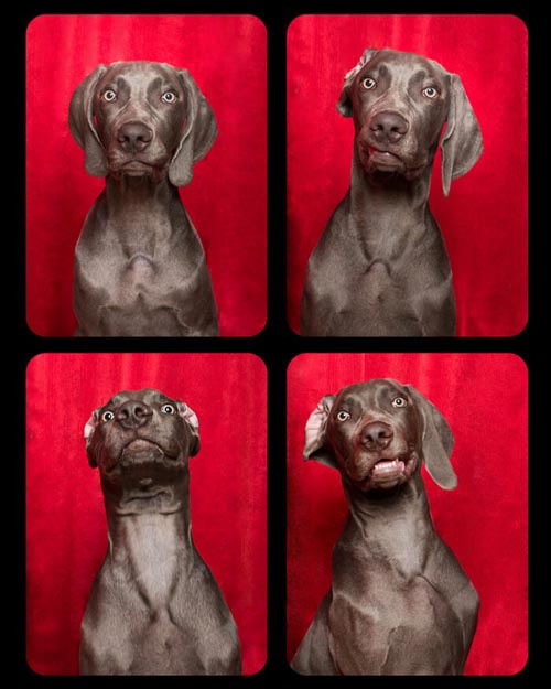 Dogilike.com :: Źѡ! ꧹ͧҶҾٸ