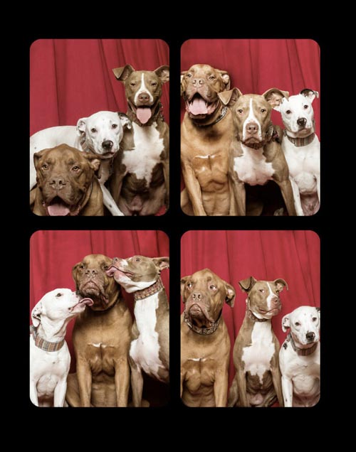 Dogilike.com :: Źѡ! ꧹ͧҶҾٸ