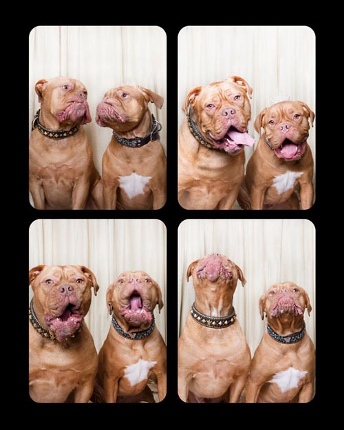 Dogilike.com :: Źѡ! ꧹ͧҶҾٸ