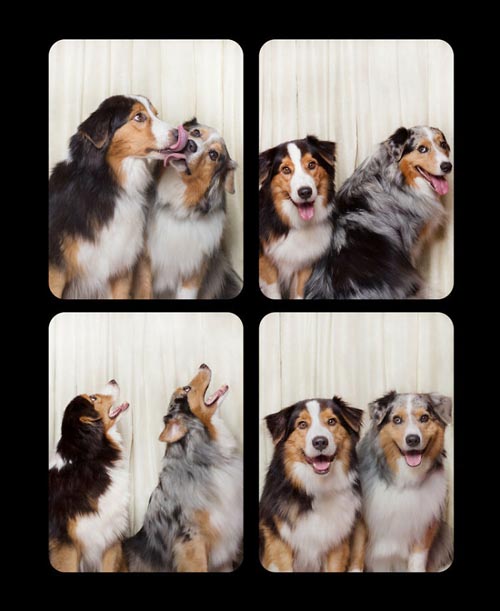 Dogilike.com :: Źѡ! ꧹ͧҶҾٸ