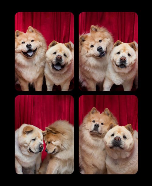 Dogilike.com :: Źѡ! ꧹ͧҶҾٸ