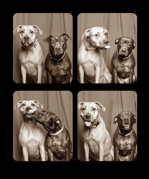 Dogilike.com :: Źѡ! ꧹ͧҶҾٸ