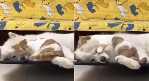 Dogilike.com :: ١ѹ! ԻǢ͹͹͹ҧ  ҵٺ