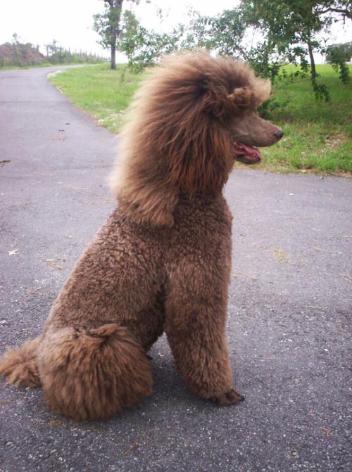 Dogilike.com :: เทรนด์ฮิต! เหล่าเจ้าของพาน้องหมาตัดขนทรง มัลเล็ต (Mullet)
