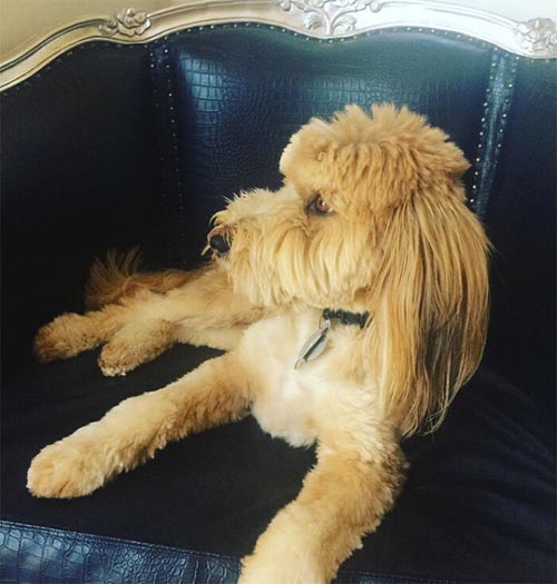 Dogilike.com :: เทรนด์ฮิต! เหล่าเจ้าของพาน้องหมาตัดขนทรง มัลเล็ต (Mullet)