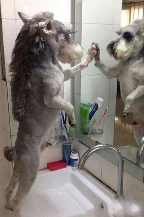 Dogilike.com :: เทรนด์ฮิต! เหล่าเจ้าของพาน้องหมาตัดขนทรง มัลเล็ต (Mullet)