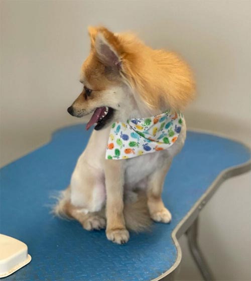 Dogilike.com :: เทรนด์ฮิต! เหล่าเจ้าของพาน้องหมาตัดขนทรง มัลเล็ต (Mullet)