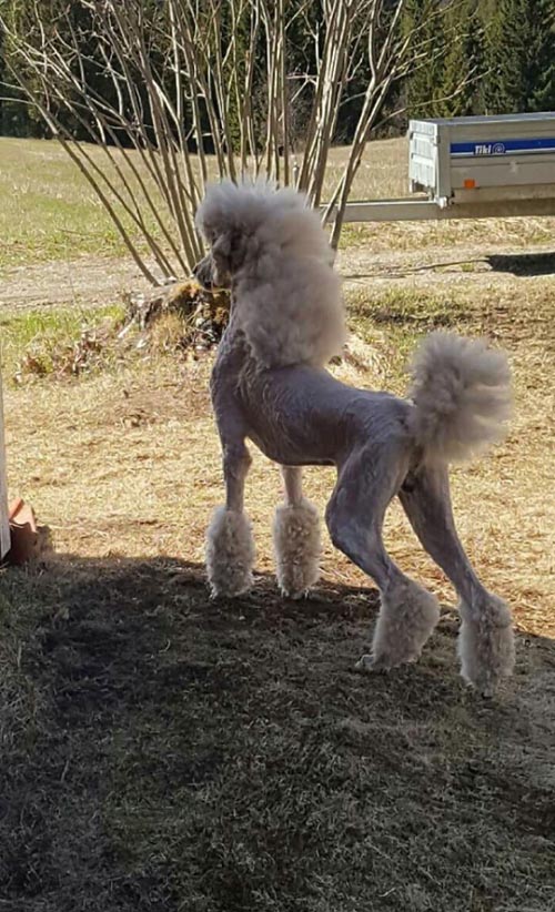 Dogilike.com :: เทรนด์ฮิต! เหล่าเจ้าของพาน้องหมาตัดขนทรง มัลเล็ต (Mullet)