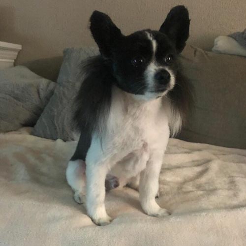 Dogilike.com :: เทรนด์ฮิต! เหล่าเจ้าของพาน้องหมาตัดขนทรง มัลเล็ต (Mullet)