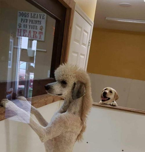 Dogilike.com :: เทรนด์ฮิต! เหล่าเจ้าของพาน้องหมาตัดขนทรง มัลเล็ต (Mullet)