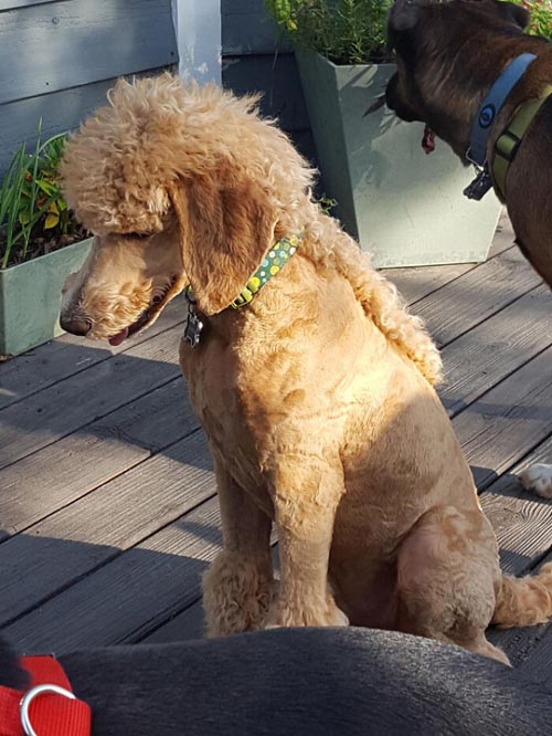 Dogilike.com :: เทรนด์ฮิต! เหล่าเจ้าของพาน้องหมาตัดขนทรง มัลเล็ต (Mullet)