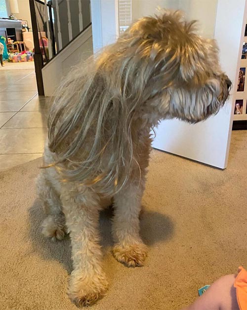 Dogilike.com :: เทรนด์ฮิต! เหล่าเจ้าของพาน้องหมาตัดขนทรง มัลเล็ต (Mullet)