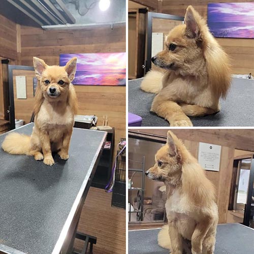 Dogilike.com :: เทรนด์ฮิต! เหล่าเจ้าของพาน้องหมาตัดขนทรง มัลเล็ต (Mullet)