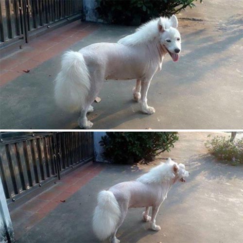 Dogilike.com :: เทรนด์ฮิต! เหล่าเจ้าของพาน้องหมาตัดขนทรง มัลเล็ต (Mullet)