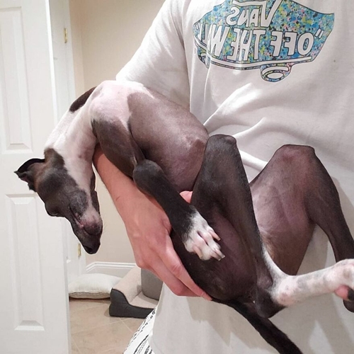 Dogilike.com :: ѡ! ٺ¹ ͧ ء駷١Ңͧ