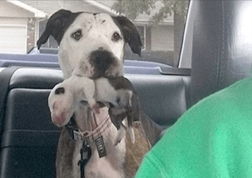 Dogilike.com :: Թ! عѢͧ١¹駢ö