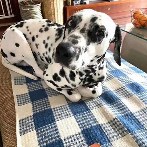 Dogilike.com :: Ҿش! ͹ͧҤԴҵͧ
