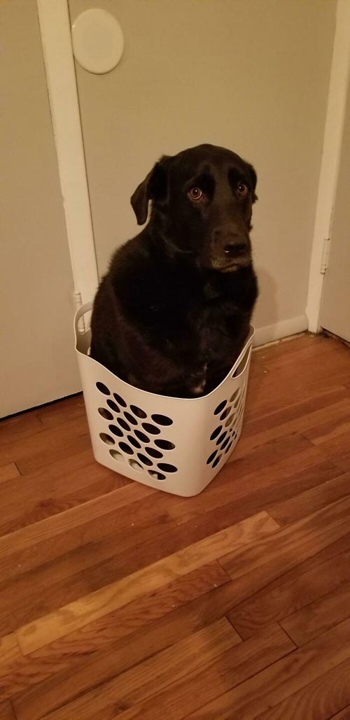 Dogilike.com :: Ҿش! ͹ͧҤԴҵͧ
