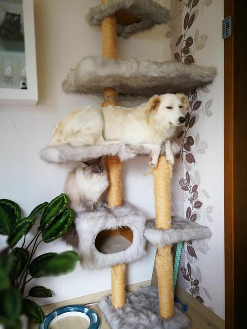 Dogilike.com :: Ҿش! ͹ͧҤԴҵͧ