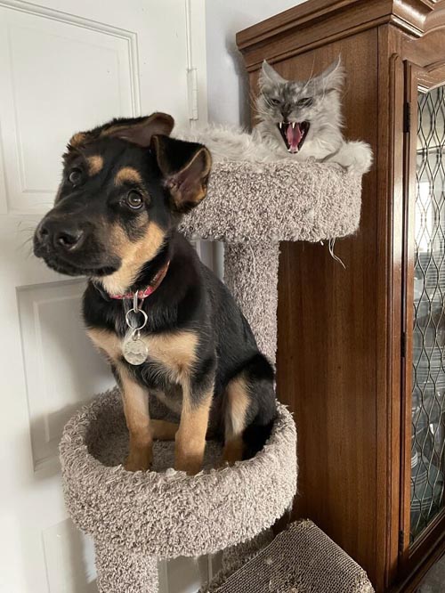 Dogilike.com :: Ҿش! ͹ͧҤԴҵͧ
