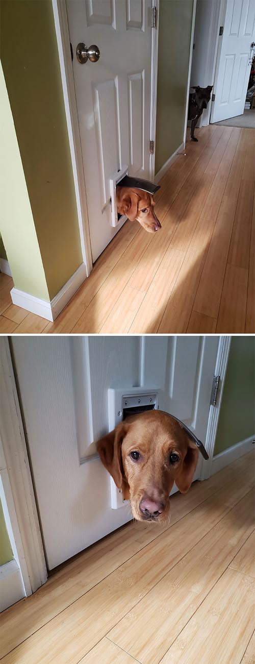 Dogilike.com :: Ҿش! ͹ͧҤԴҵͧ