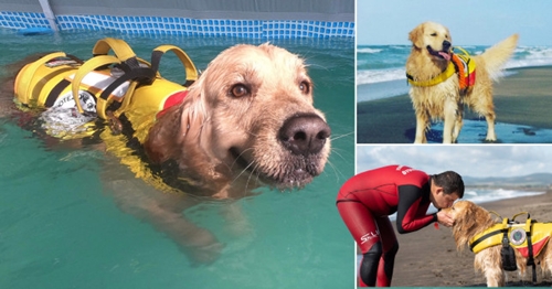 Dogilike.com ::  Ѥý֡繹ͧҡªªԵ!