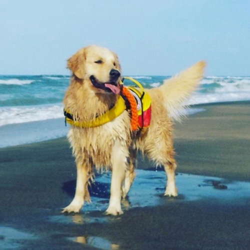 Dogilike.com ::  Ѥý֡繹ͧҡªªԵ!