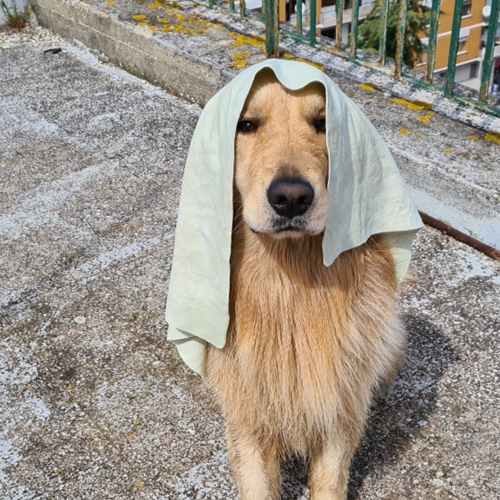 Dogilike.com ::  Ѥý֡繹ͧҡªªԵ!