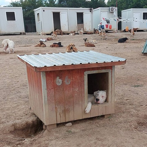 Dogilike.com :: ١عѢҹҡ 1,000  ʹ 20 !